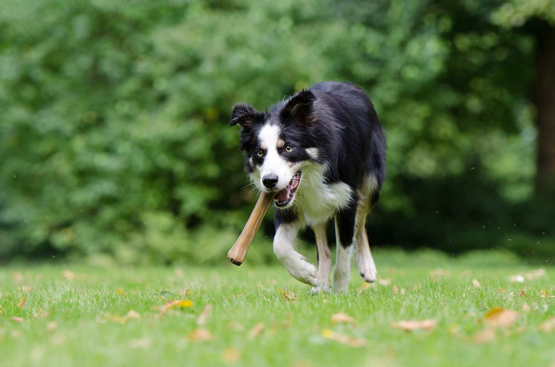 border collie with bone