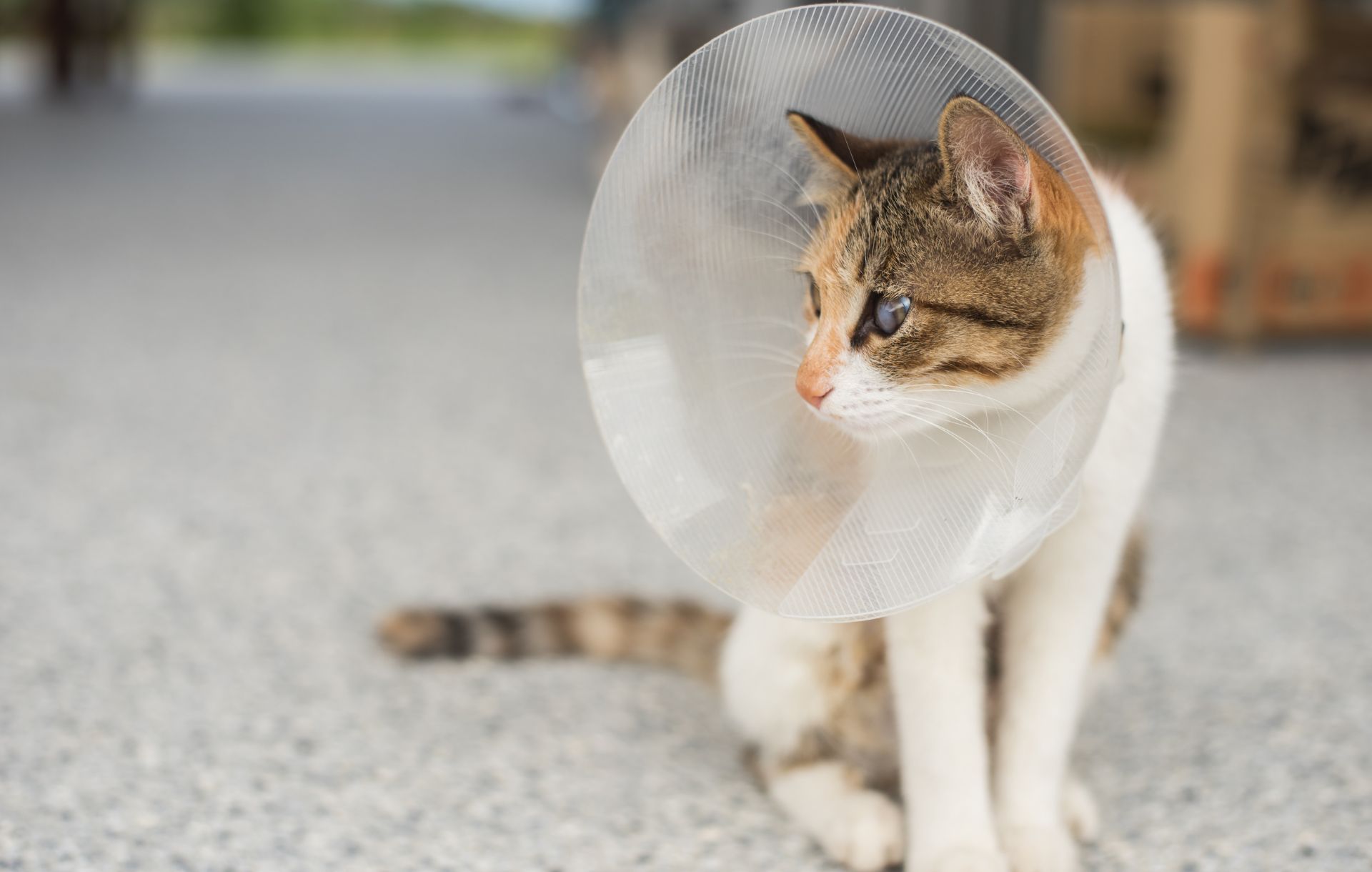 cat in surgery cone