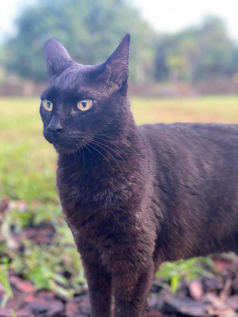 black cat standing in front of landscape
