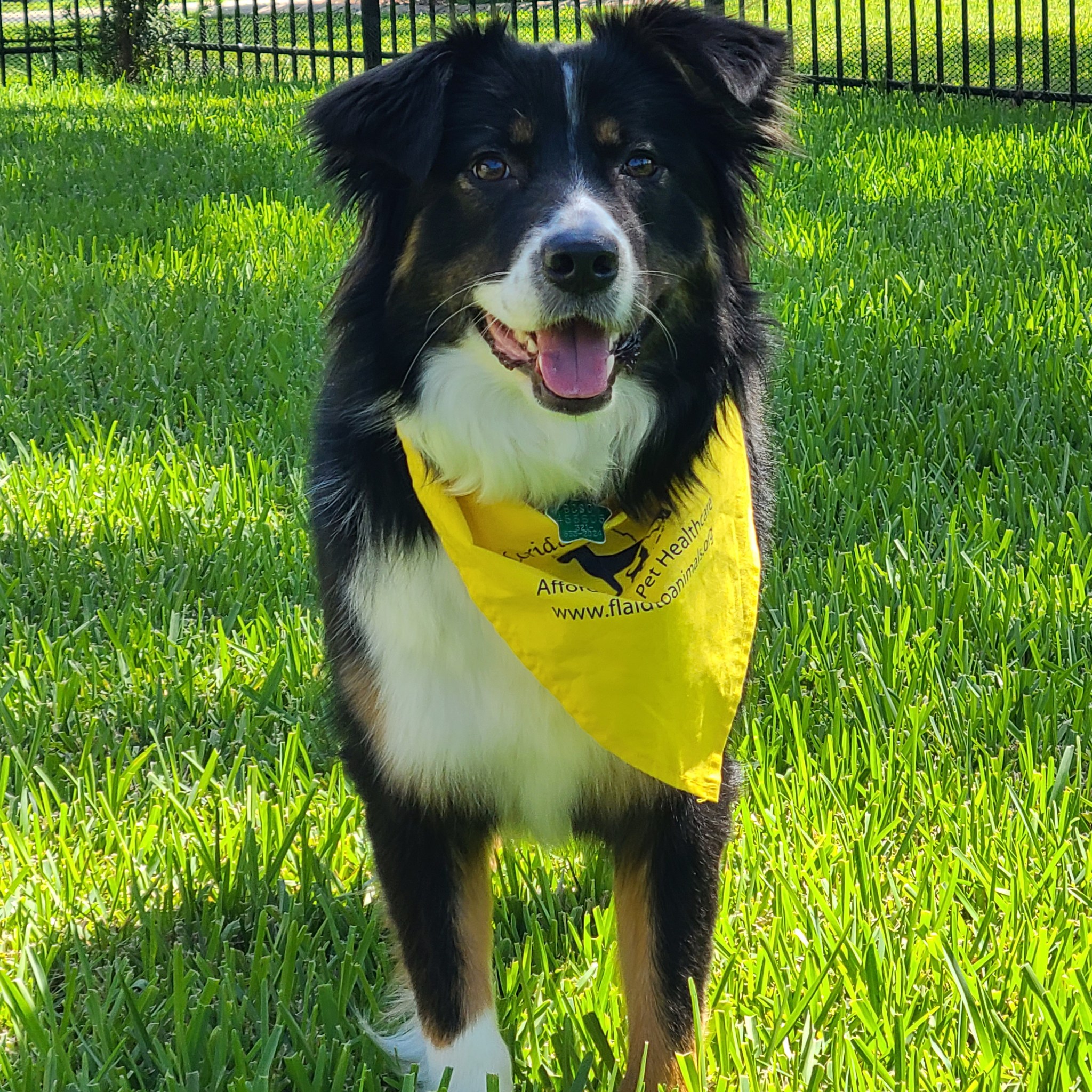 dog wearing bandana