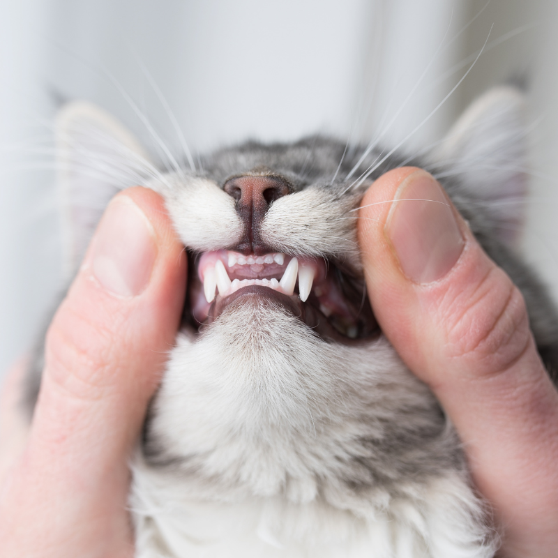 cat showing teeth