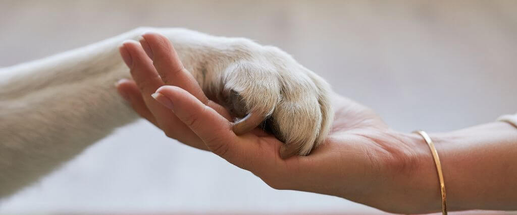 Dealing with Holidays After the Loss of a Pet A pet owner holding a dog's paw, symbolizing pet loss