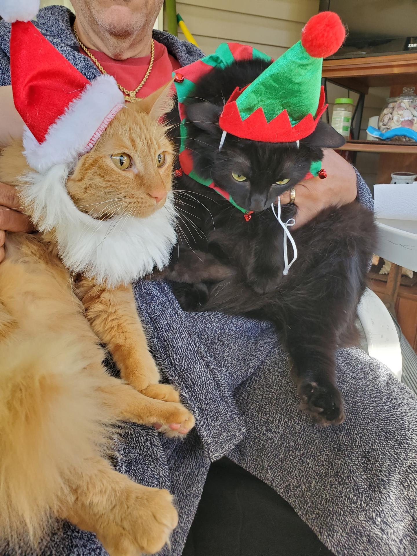 holiday cats