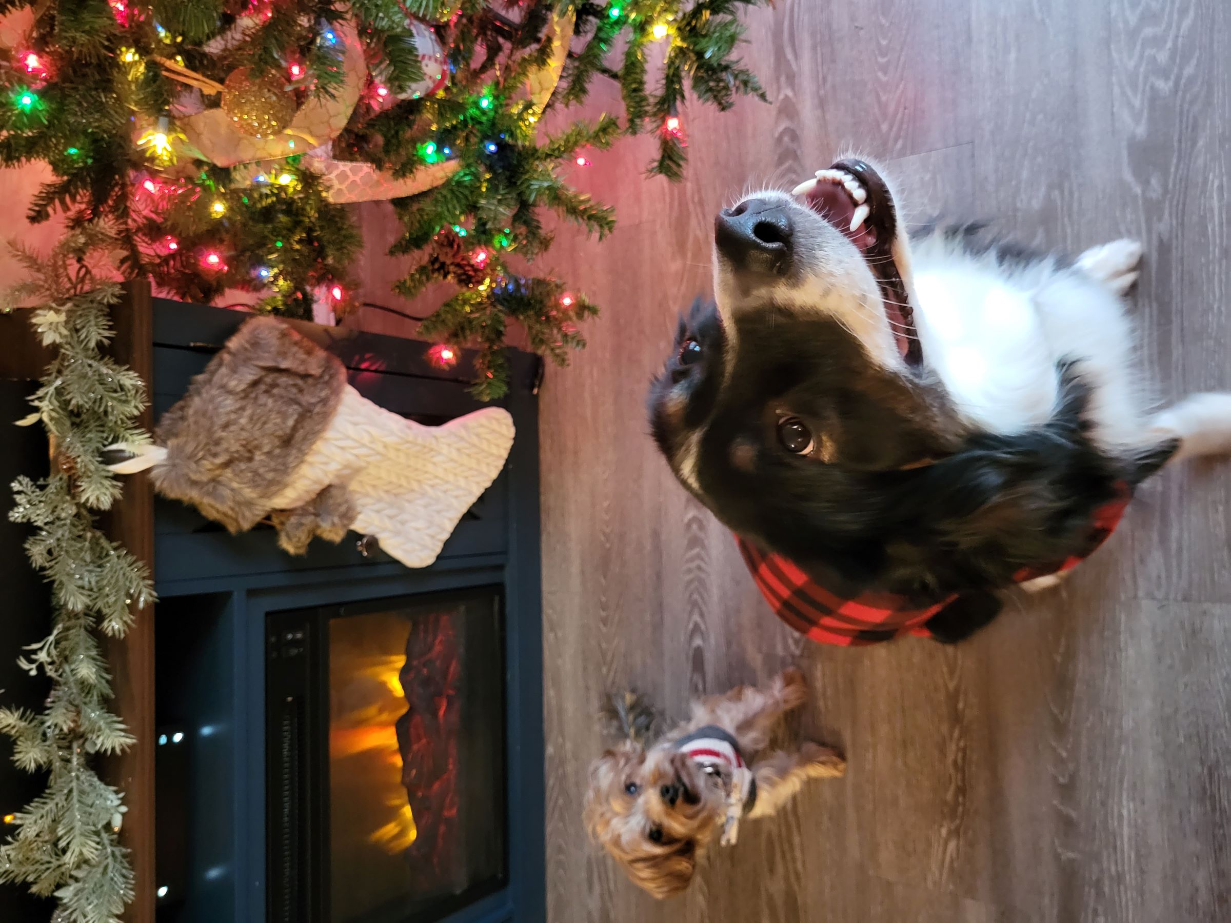 dogs by holiday decor