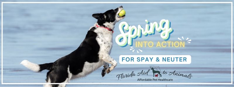 Florida Aid to Animals' SPRING INTO ACTION Virtual Challenge 2024