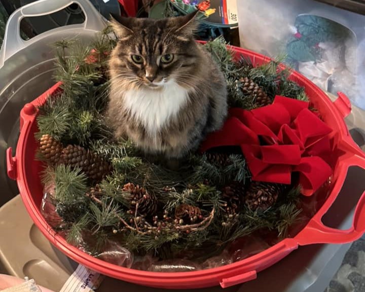 cat in holiday wreath basket
