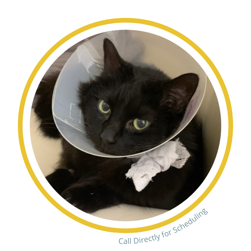 Cat after neuter surgery in Palm Bay