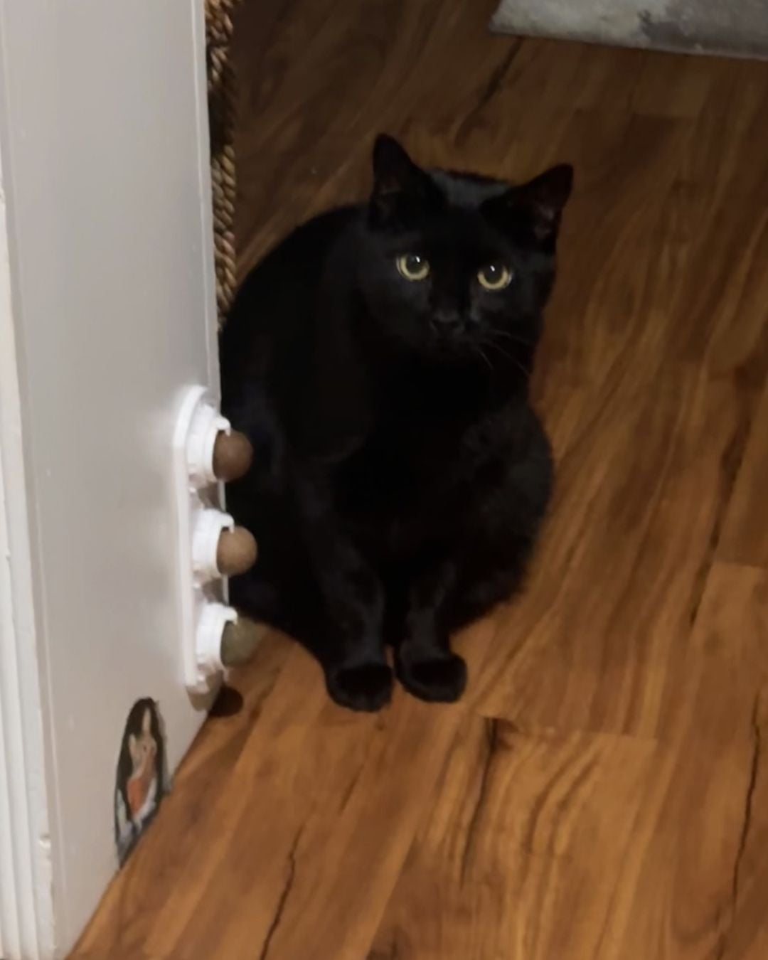 senior cat care and services