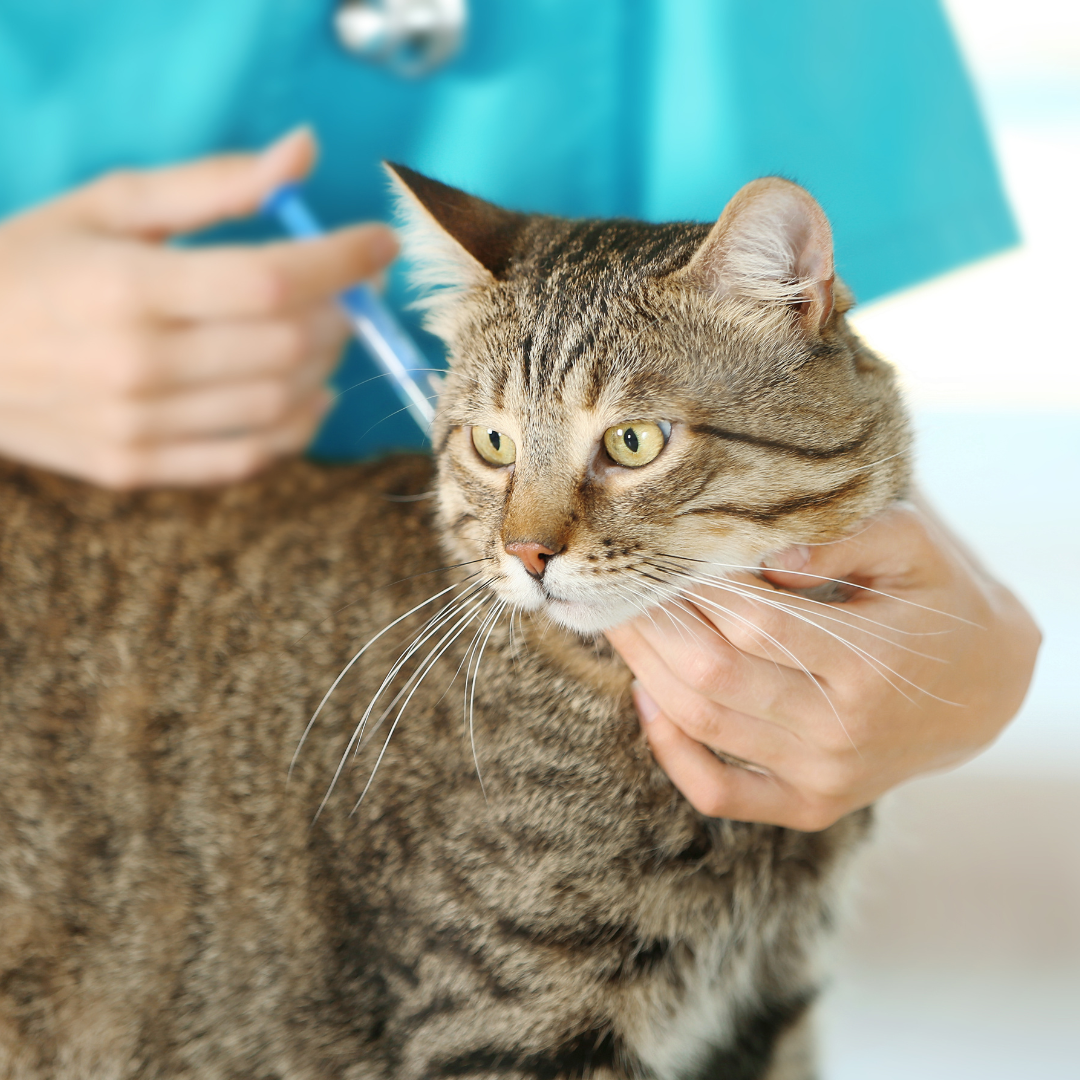 cat receiving vaccine