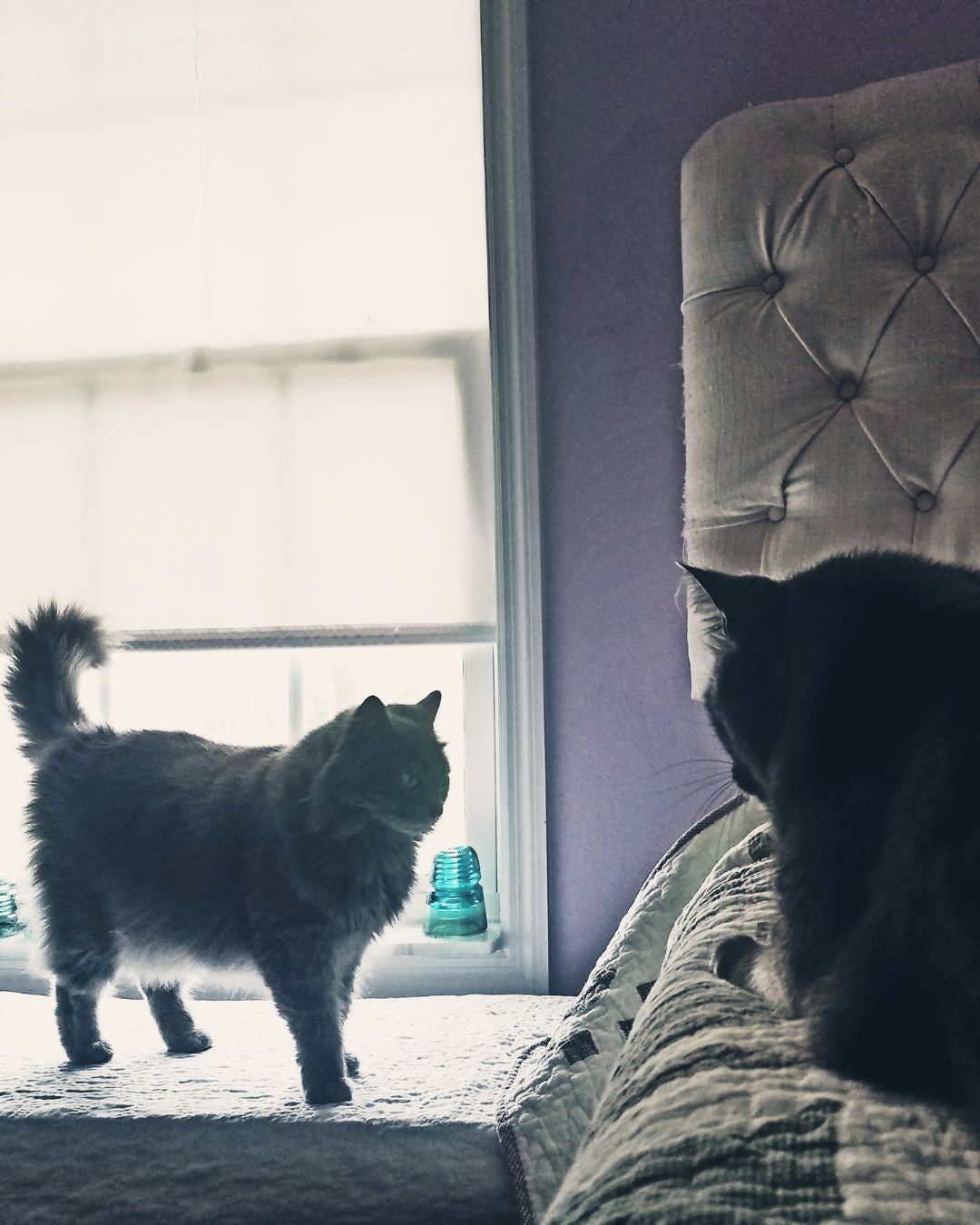 senior cat care and services