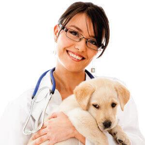Dog spay and neuter surgery in Palm Bay