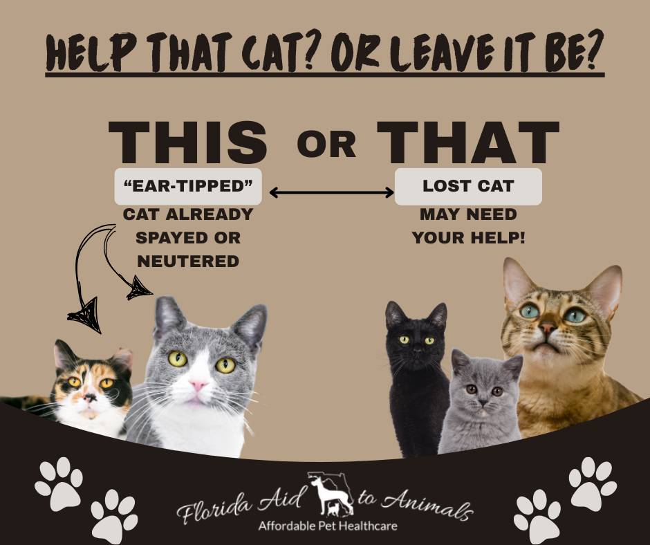 TNR vs Lost Cat