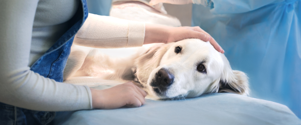Dog prepared for surgery in Palm Bay