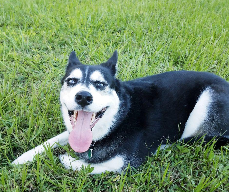 husky laying in the grass
