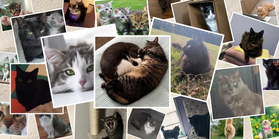 photos of cats