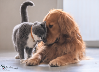 Pet Wellness Month: 8 Ways to Ensure Your Pet is Living Their Best Life