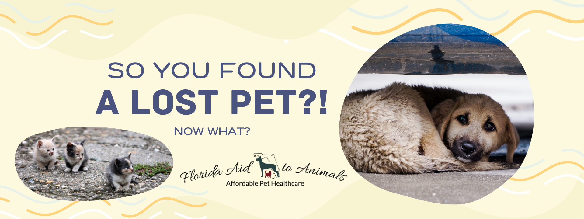 So, you have found a lost pet? Now what?