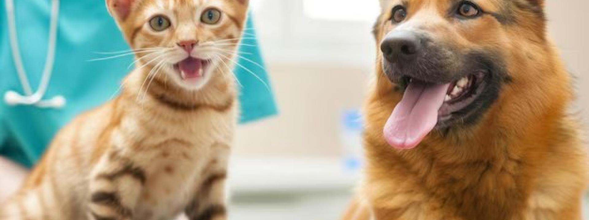 dog cat veterinary