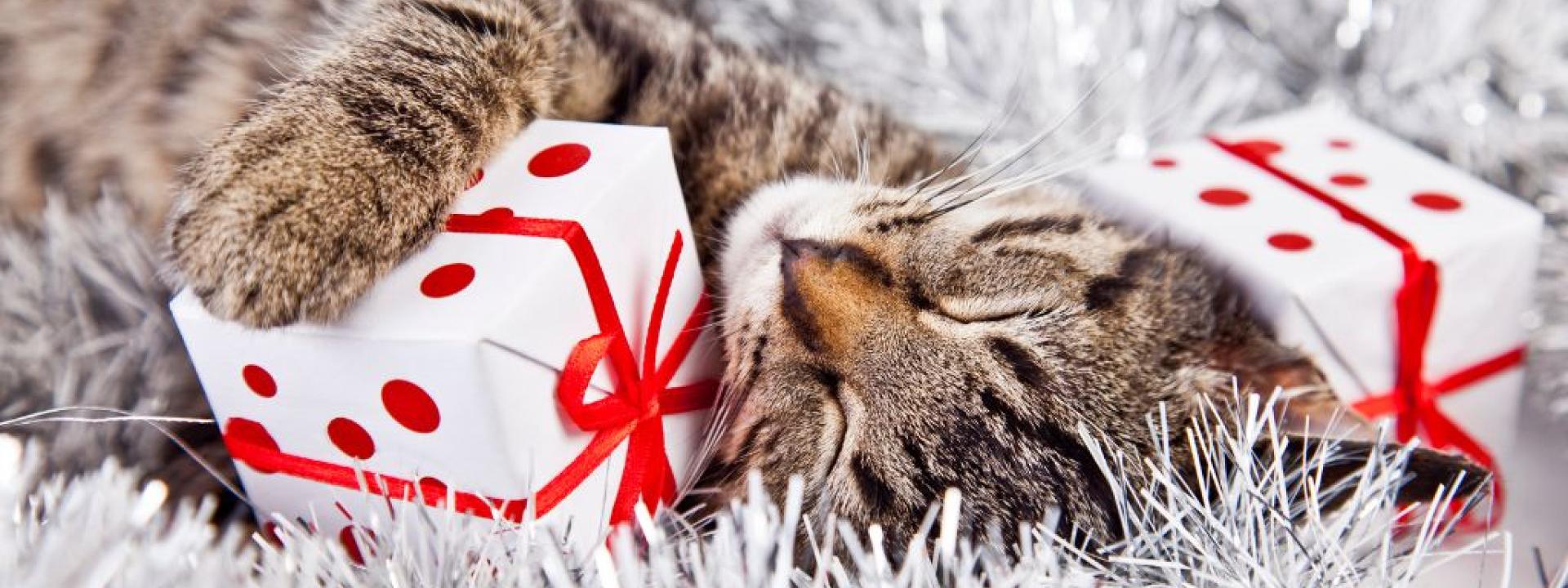 A quick guide to pet proofing the holiday season.