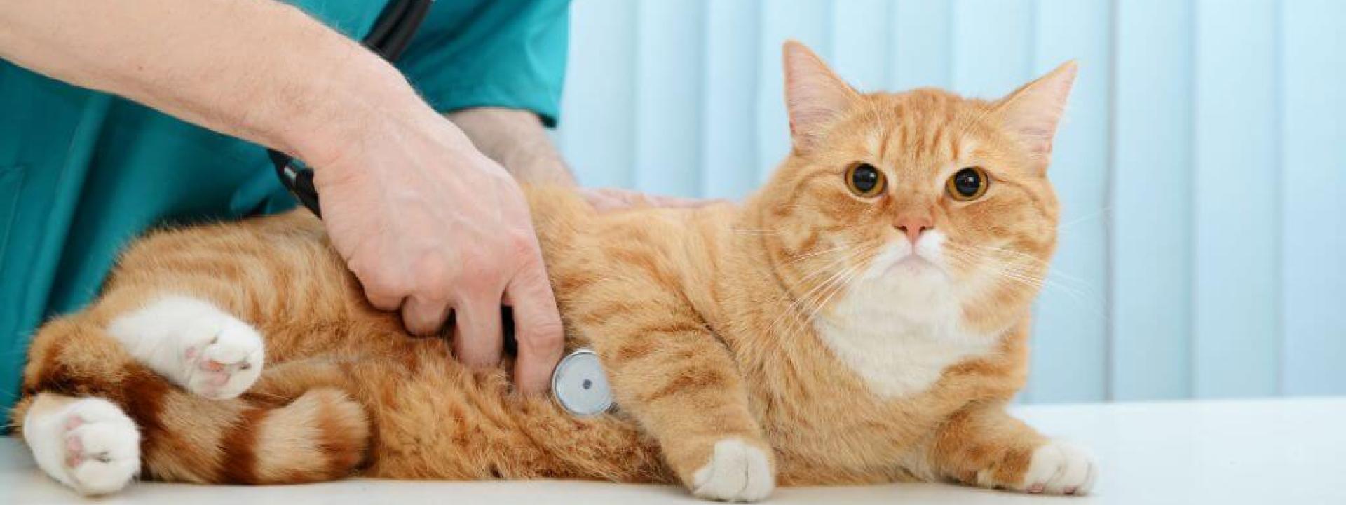 Annual Exams for Cats: Why They’re Just as Important as Dog Checkups Cat at vet for cat annual wellness checkup