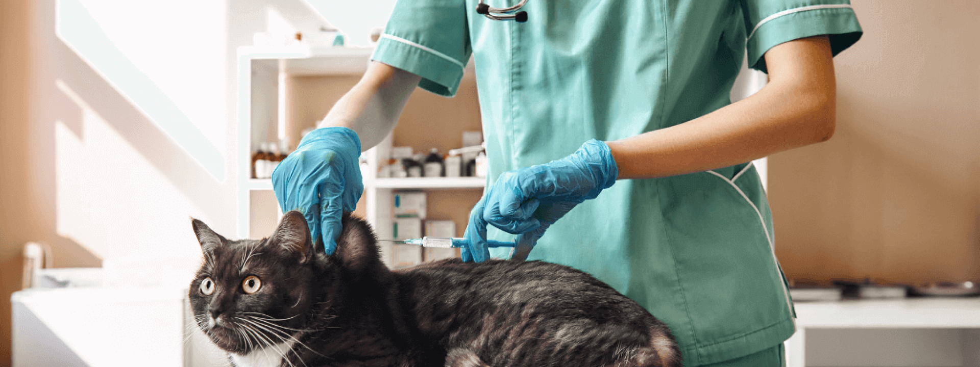 the vaccinations your cat needs