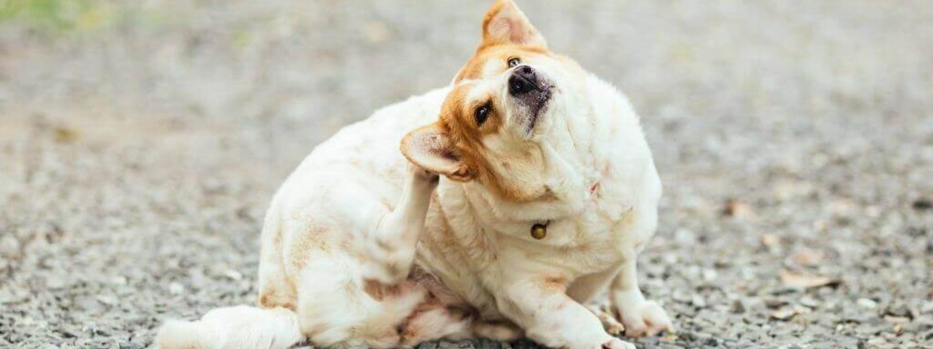 itchy dog causes and cures