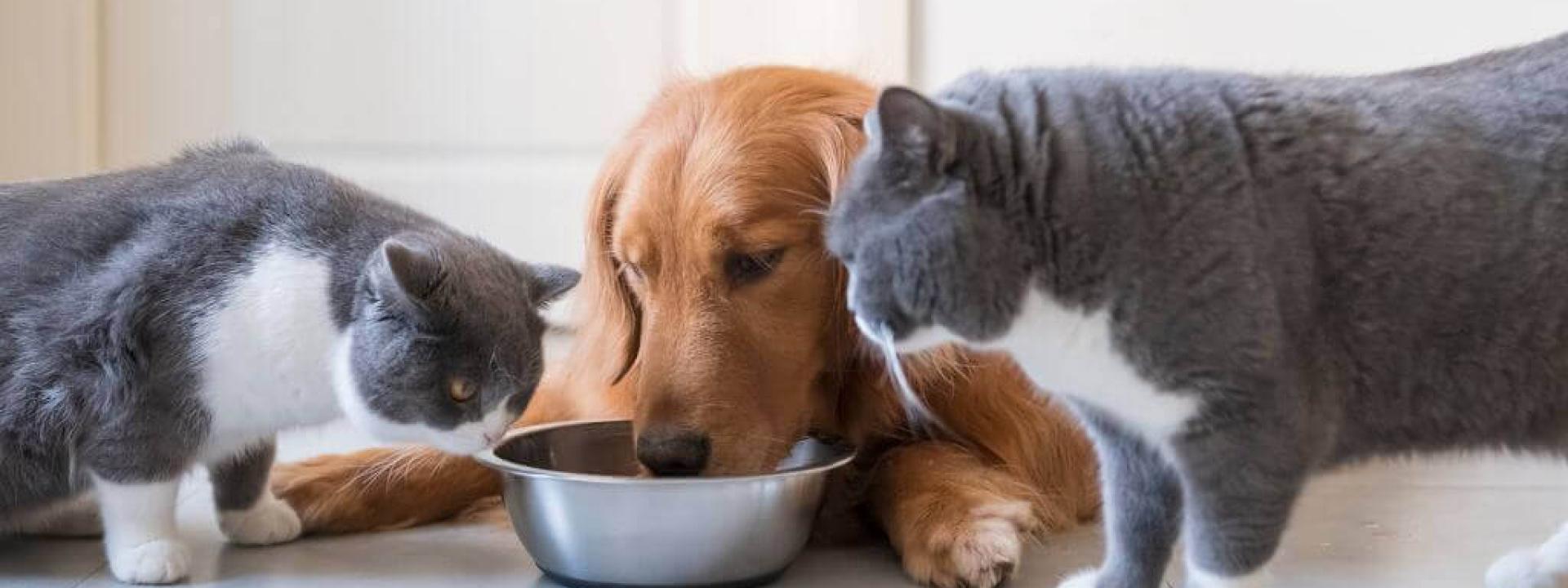 pet nutrition tips