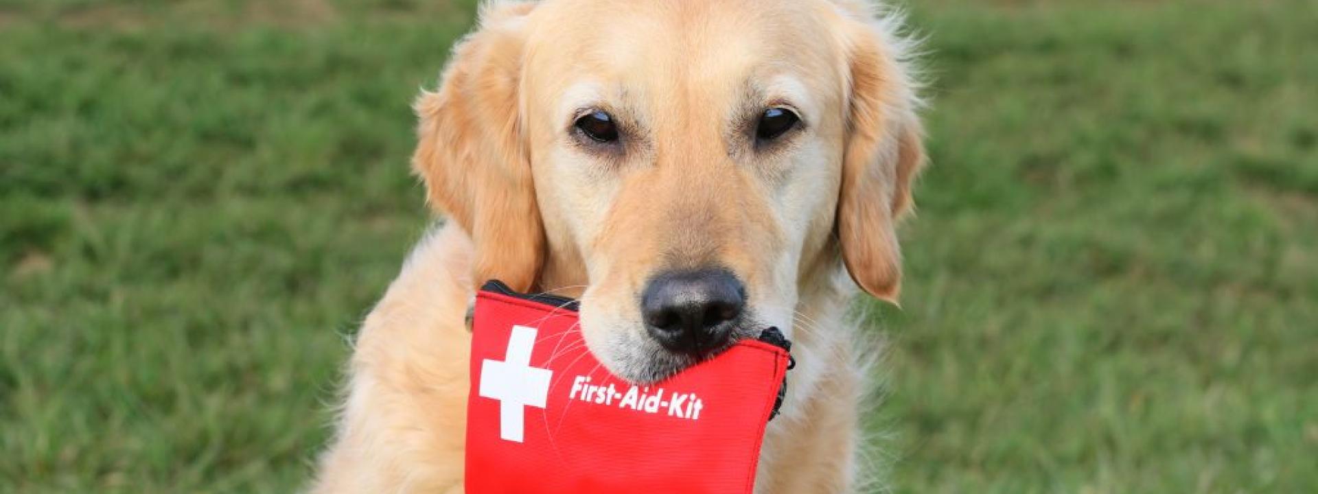 Paws and Prepare: Including Your Pets in Disaster Preparedness