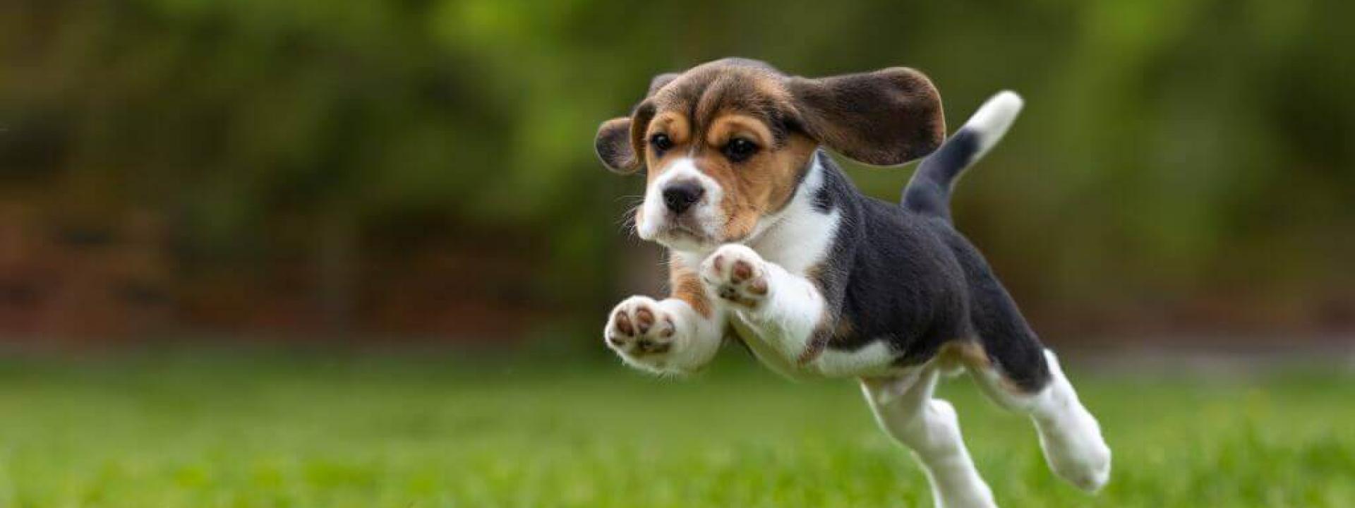 how to know if you're ready for a puppy how to know if you're ready for a puppy