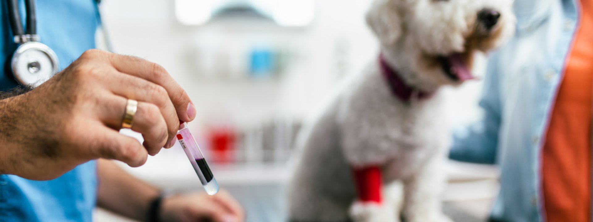 Veterinarian testing a white dog's blood. 