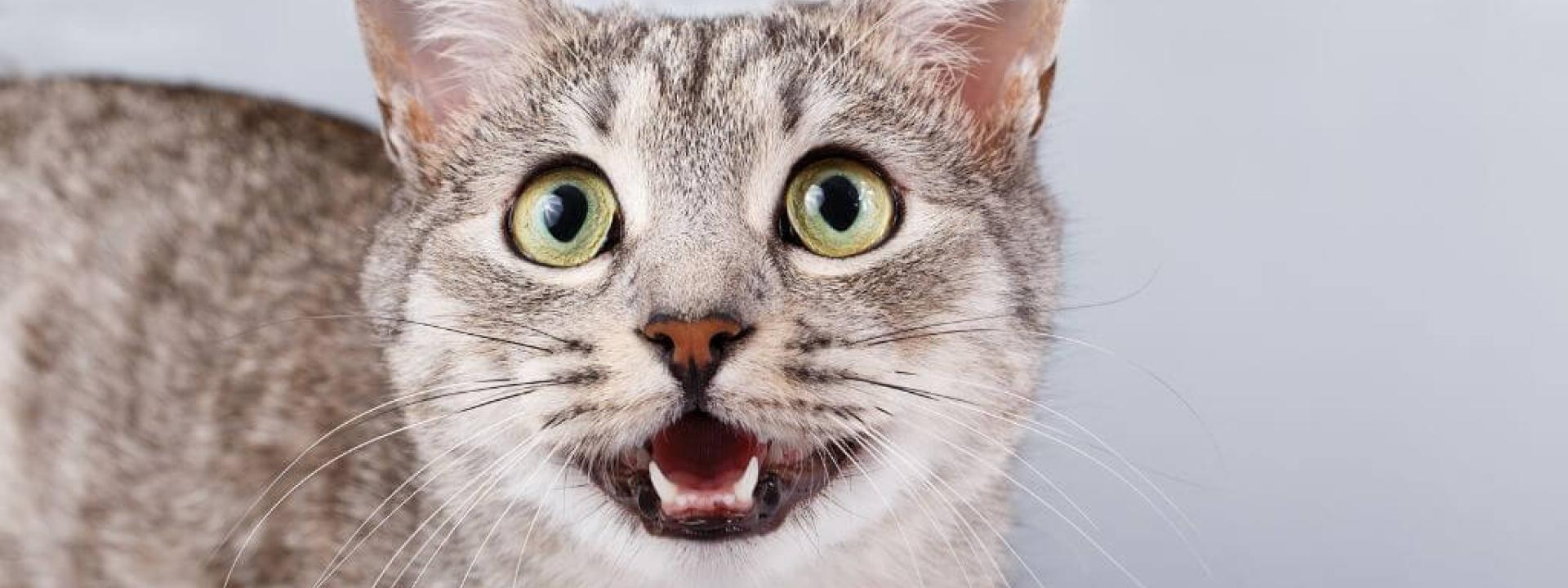 Cat looking and meowing