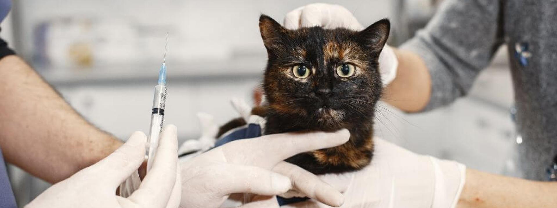 All of Your Cat Vaccination Questions Answered Cat at the vet ready to receive cat vaccinations