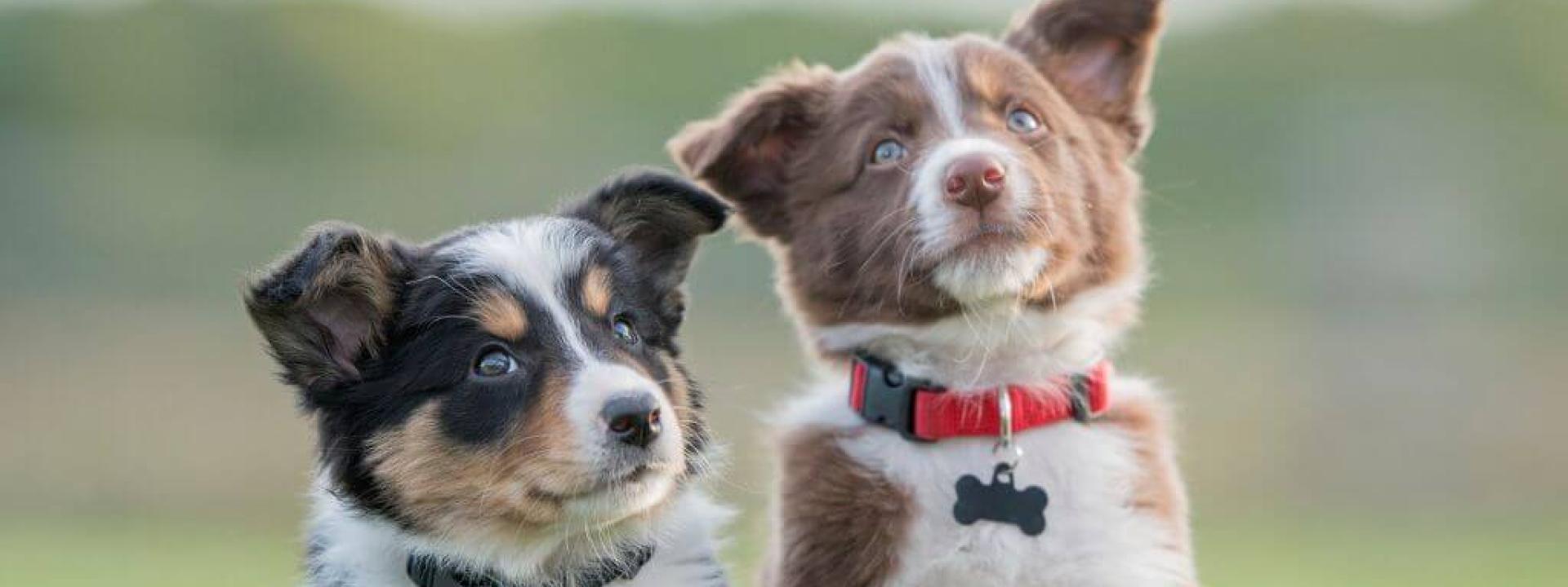 The Ultimate Guide to Puppy and Dog Vaccine Schedules: What Shots Do Dogs & Puppies Need? Two dogs sitting outside, both on puppy vaccine schedules