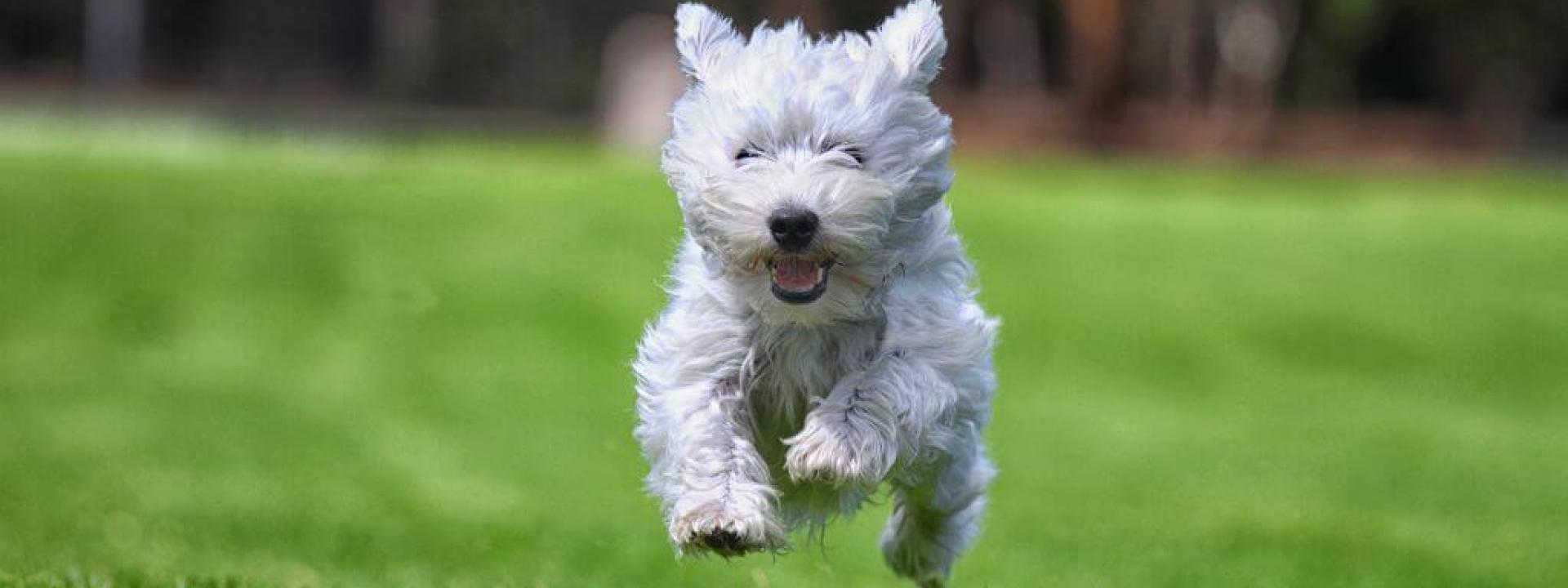 How Chiropractic Care Supports Whole-Body Health in Dogs Dog running through grass outside, mobile from dog chiropractic care