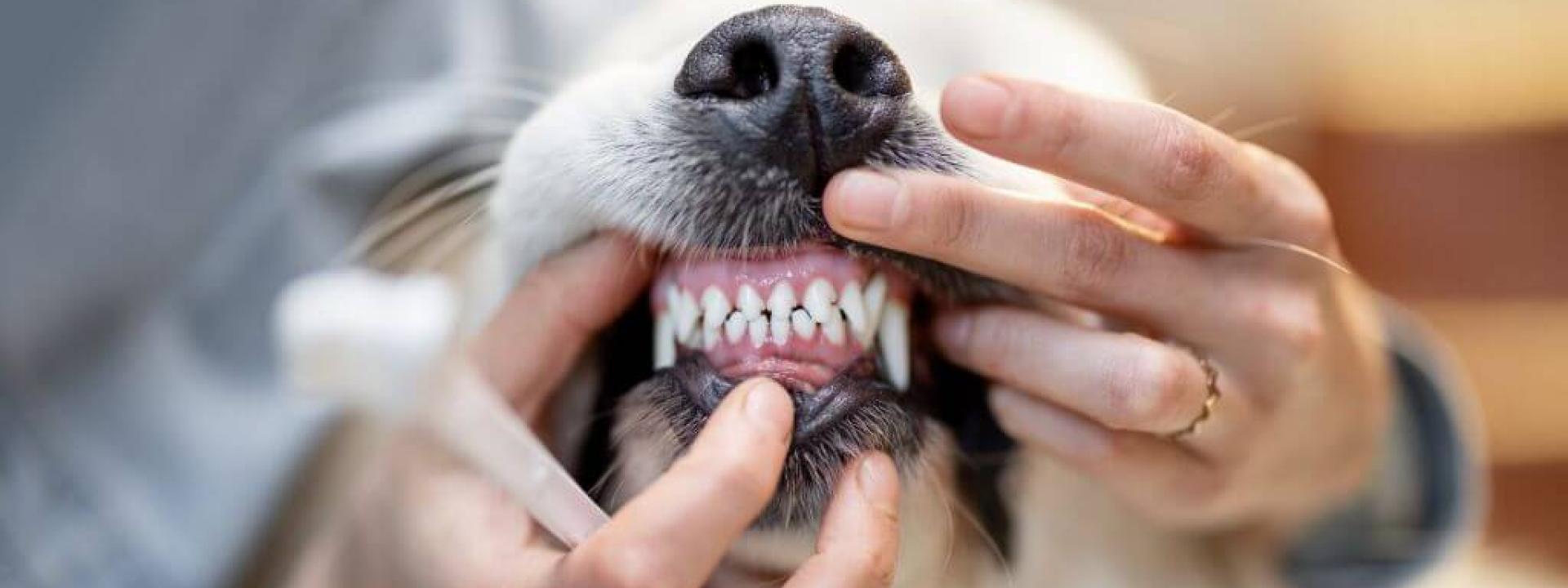 Golden Retriever mouth open during dental exam at veterinarian. Golden Retriever mouth open during dental exam at veterinarian.