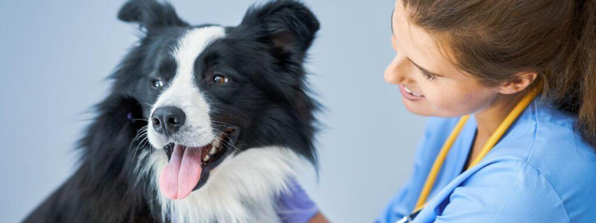 Vaccinology 101: Understanding the Reasoning Behind Your Veterinarian’s Recommendations for Dog Vaccinations A dog at the vet's office receiving recommended dog vaccinations.