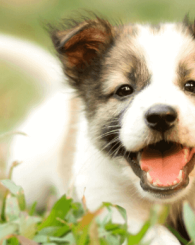 Smiling puppy outside in grass