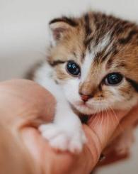 Kitten Development & Growth Milestones: What to Expect in Your Cat’s First Few Weeks of Life